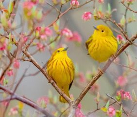 Yellow Warblers by Ed Huges